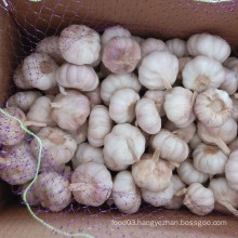 Fresh New Crop Chinese Garlic for Brazil Market